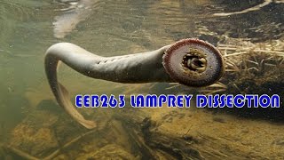 Lamprey Dissection  2015  EEB263 [upl. by Akselav65]