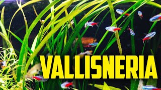 How to Care for Vallisneria  The One Plant Wonder [upl. by Rabush309]