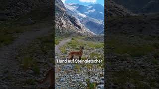 Steingletscher am Sustenpass Wanderung mit Malinois Hund bis Schweizer Armee Schiessplatz [upl. by Rehttam]