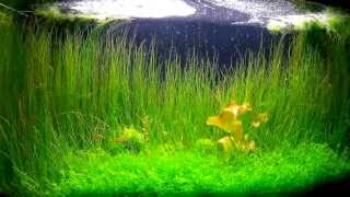 1 year timelapse Freshwater Aquarium quotPearling Galaxyquot Layout and Story [upl. by Carman31]