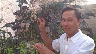 How to Save Rare Perennial Purple Tree Collard Seeds [upl. by Sampson831]