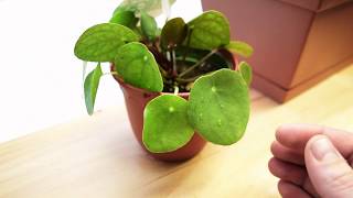 How to Care For Pilea Peperomioides  CHINESE MONEY PLANT [upl. by Richara689]