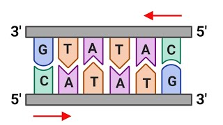 palindrome sequencepalindromebiotechnology पलिंड्रोमअनुकरणyoutube neetaspirant biology bio [upl. by Neelyad815]