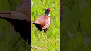 Sublimely Patterned Common Pheasant  Bird Sounds shorts [upl. by Aenel]