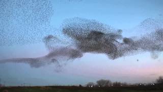 Starling Murmuration Natomas Sacramento California [upl. by Ia]