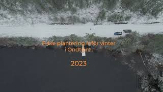 Fiske plantering inför vinter i Ondtjärn 2023 [upl. by Ellerehs]