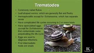 Trematodes [upl. by Arakaj783]