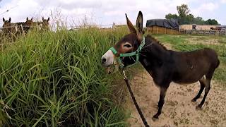 Eeyore the donkey braying  Easy Horse Care Rescue Centre [upl. by Eudosia526]