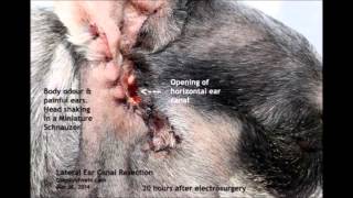 A Schnauzer smells bad and keeps shaking his head  ear surgery [upl. by Odrareg]