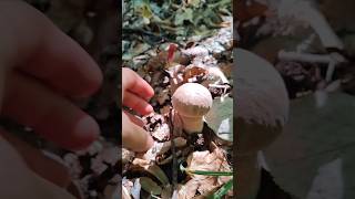 Edible vs Poisonous Porcini Mushrooms porcini wildmushrooms chagamushroom biodiversity [upl. by Haimaj]