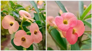 Euphorbia milii flower [upl. by Cyrill]