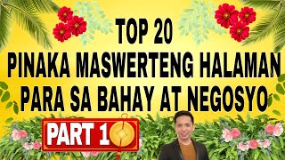 20 Pinaka Maswerteng Halaman para sa Bahay at Negosyo  PART 1 [upl. by Euqirdor]