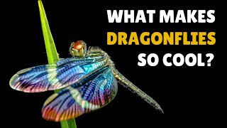 INSANE Dragonfly Biology [upl. by Esyned854]