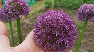 Allium giganteum the Giant Ornamental Onion the tallest Allium species for gardens in USDA 5 to 9 [upl. by Veriee]