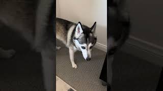 Sapphie the pomsky gets zoomies twice [upl. by Annayar252]