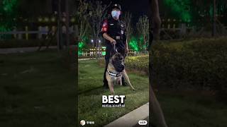 3 Legged Puppy Becomes Best Police Dog ❤️dog dogshorts wholesome [upl. by Francois117]