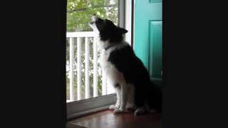 Border Collie Howls at Emergency Siren Test [upl. by Arrekahs]