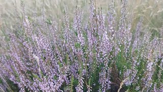 The beautiful heath of Brunssummerheide is now blooming [upl. by Derwood]