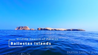 PARACAS HIGLIGHTS 10 min Ballestas Island PERU VLOG DAY 15 PART 1 travel vlog [upl. by Ailemac304]