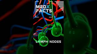 Lymph Nodes explained immunesystem shorts [upl. by Kamilah]