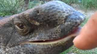 Giant Monitor Lizard Trys To Bite Hand [upl. by Luiza]