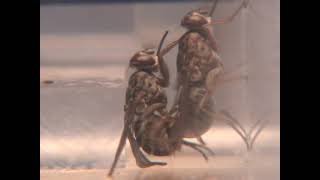 Tsetse flies mating behavior Glossina palpalis [upl. by Tavy]