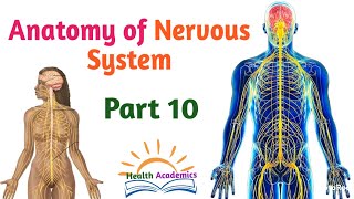 Anatomy of Nervous System Nerve Plexuses Interesting Video with Amharic Speech Part 10 [upl. by Jadd]