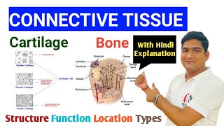 Connective Tissue  Cartilage  Bone Structure Function Location Types हिंदी Explanation के साथ [upl. by Enyrhtak]