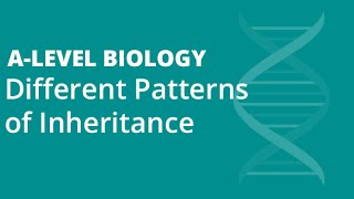 Genetics amp Inheritance Autosomal Linkage  Alevel Biology  OCR AQA Edexcel [upl. by Neirrad]