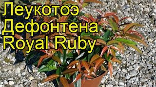 Леукотоэ дефонтена Роял Руби Краткий обзор описание leucothoe fontanesiana Royal Ruby [upl. by Eikcid]