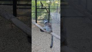 Lemur playing about lemurs animal animals toronto trending viral shortsviral vlog [upl. by Tisbee790]