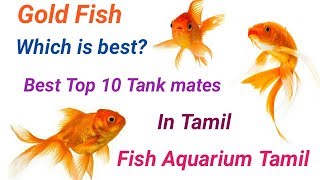 Top 10 Best Tank mates of Gold Fish தங்க மீன் கூட சேர்த்து விடகூடிய மீன் எது   Fish Aquarium Tamil [upl. by Rehpotsihrc557]