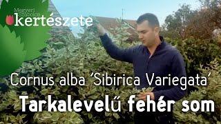 Színes sövények Tarkalevelű fehér som  Cornus alba Sibirica Variegata [upl. by Haneeja]