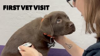 PUPPYS FIRST VET VISIT [upl. by Namia406]