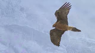 Valchiavenna fotografia naturalistica [upl. by Ware]