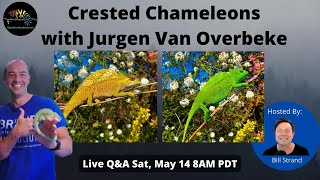 The Crested Chameleon with Jurgen Van Overbeke [upl. by Aztiley495]