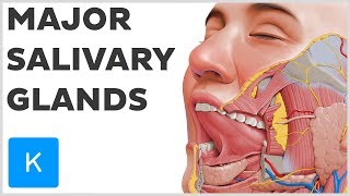 What are the Major Salivary Glands  Human Anatomy  Kenhub [upl. by Donahue]