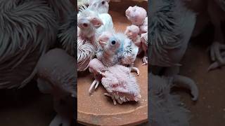 Baby Patchless Cockatiel🥰🥰❤️cockatielbird butterfly birds shorts [upl. by Ecirtap]