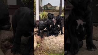 Who doesnt love these fun creaturesshorts canecorso italianmastiff guarddog puppy cute [upl. by Kostman]