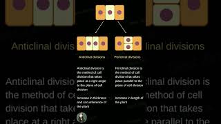 Anticlinal and Periclinal Division [upl. by Tail638]