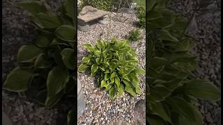 Let’s get the hosta debate taken care of😊 yardwork garden outdoors outdoor hostas [upl. by Yenruoc140]