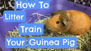 Litter Training Your Guinea Pig [upl. by Amitaf]