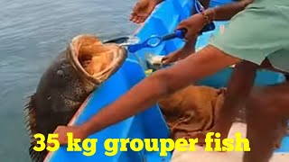 grouperfish  fishing video  fishing  fishing big fish  goliath grouper  red grouper [upl. by Rao]