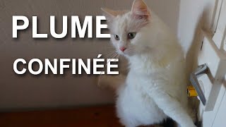 PLUME CONFINÉE  PAROLE DE CHAT [upl. by Naujud]