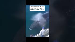 JAWS Cruise Ship Reports SCARY Killer Whale Surprise Alaska Cruise shorts cruise cruiseship [upl. by Brant]