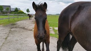 Friese paarden  Friesian horses [upl. by Arad]