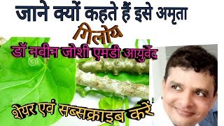 Medicinal importance of GuduchiGiloyAmritaअमृतवल्लीगुडूचीTinospora cordifolia [upl. by Attekahs]