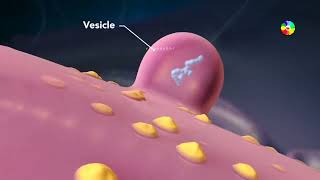 what is lysosome and vacule detail animated video [upl. by Acir]