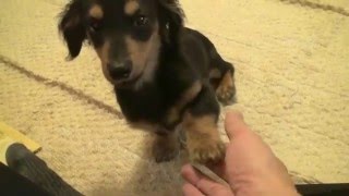 カニンヘンダックスちょこ太 おかわりが出来ました A miniature dachshund puppy learned the command of changing paw completely [upl. by Ettenauq]