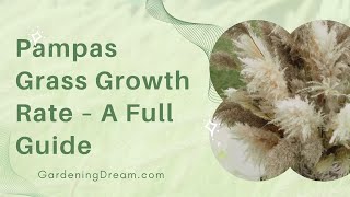 Pampas Grass Growth Rate – A Full Guide [upl. by Anoik]